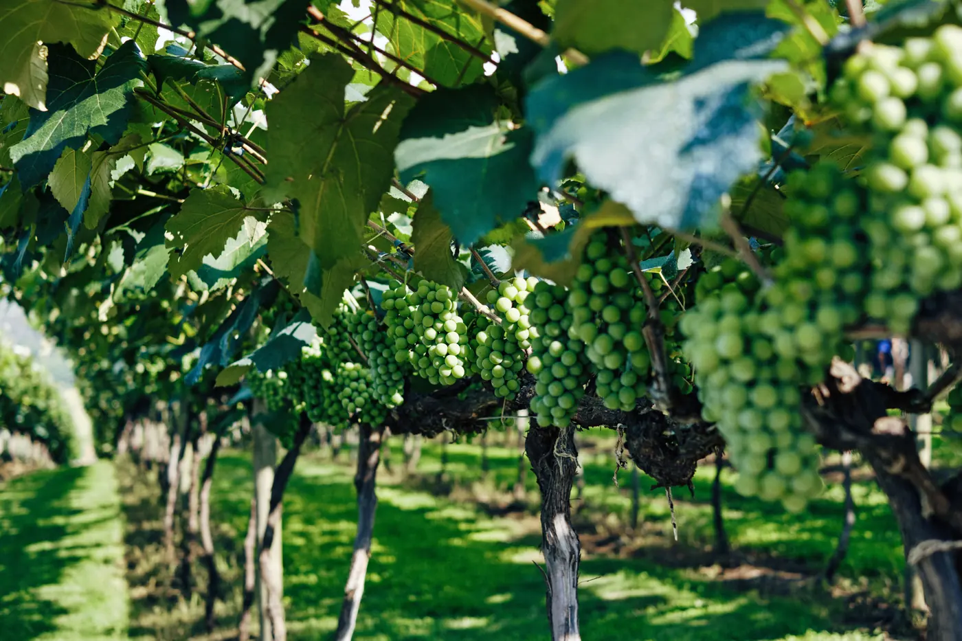 Grappes de raisin dans une vigne ensoleillée