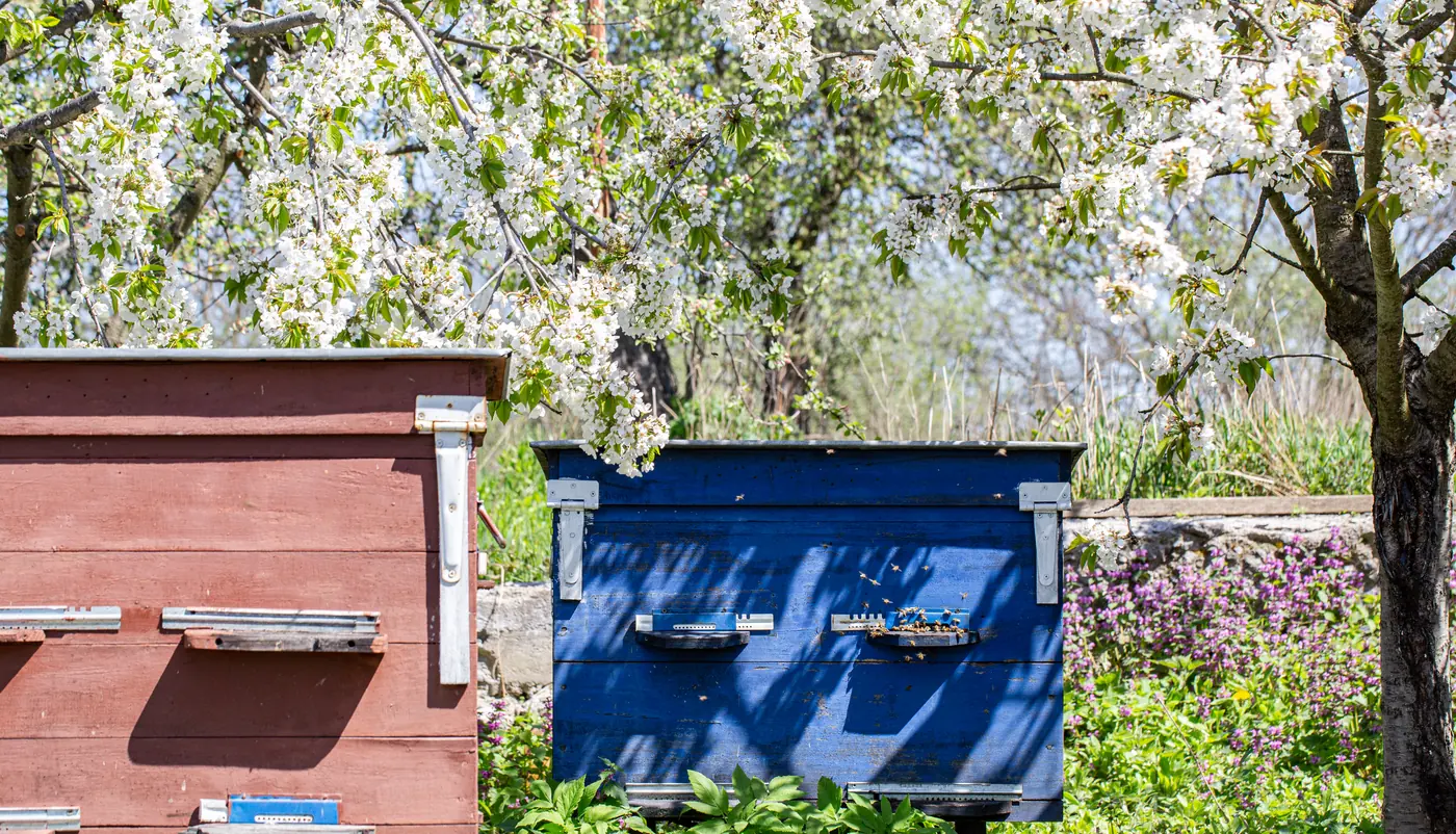 Ruches en bois sous les arbres en fleurs au printemps